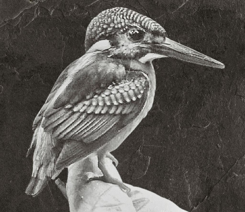 Kingfisher PNG Bundle | Kingfisher in Flight, Perched & Fish Catch | 12 PNG Files – 2 ZIP digital Downloads