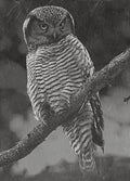 Hawk Owl PNG Set Flying & Perched Owl | 5 Wildlife Bird Digital Downloadsor download. Wildlife Images for Slate, Cork Birch Wood
