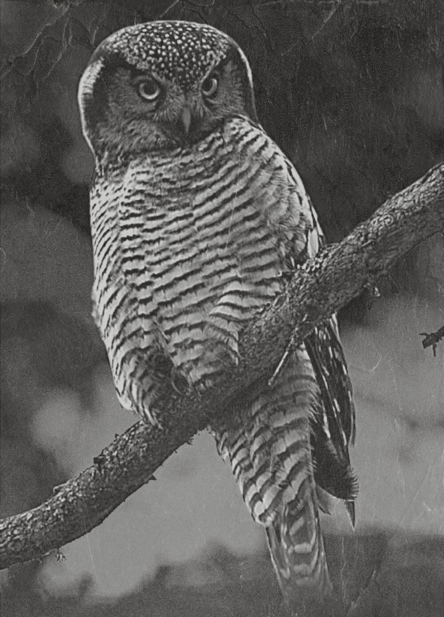 Hawk Owl PNG Set Flying & Perched Owl | 5 Wildlife Bird Digital Downloadsor download. Wildlife Images for Slate, Cork Birch Wood