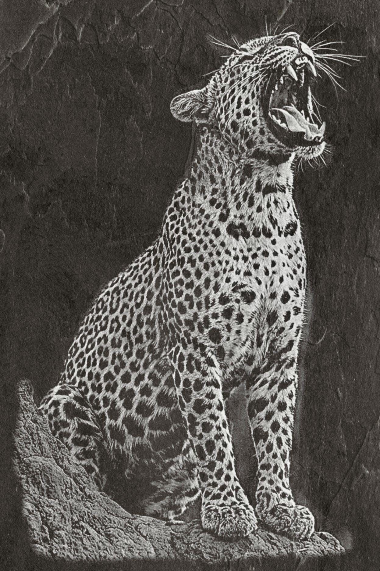 Leopard PNG Set – 5 Files | African Safari Wildlife | Laser Engraving Digital Download