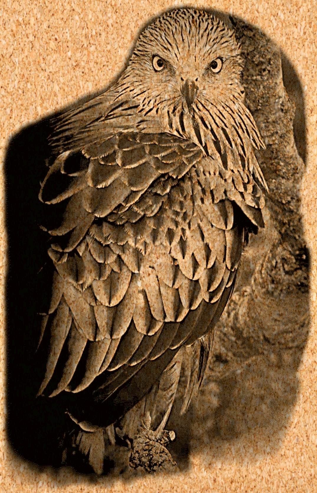 8 PNG files 2 zip files Red Kite Birds of Prey in Flight & Perched | Woodland Wildlife Art | British Bird Nature Design