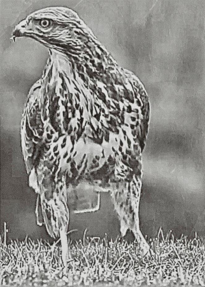 Common Buzzard pendant in sterling silver, fine engraved finish by MokshaGoldSculptures.