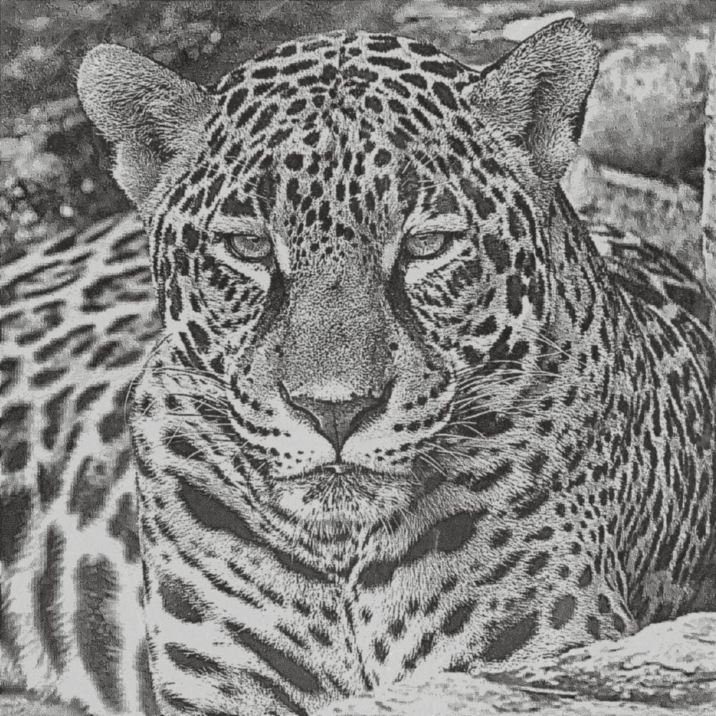 Jaguar PNG Bundle for laser engraving – 6 Wildlife Images | Big Cat Digital Download ZIP