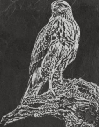 Common Buzzard jewellery pendant in sterling silver matte finish by MokshaGoldSculptures.