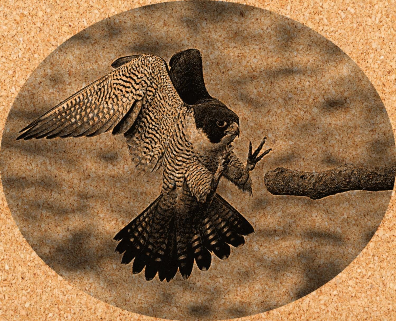 Peregrine Falcon PNG Bundle – Perched, Flying & Nesting with Chicks | 10 Files in 2 ZIPs