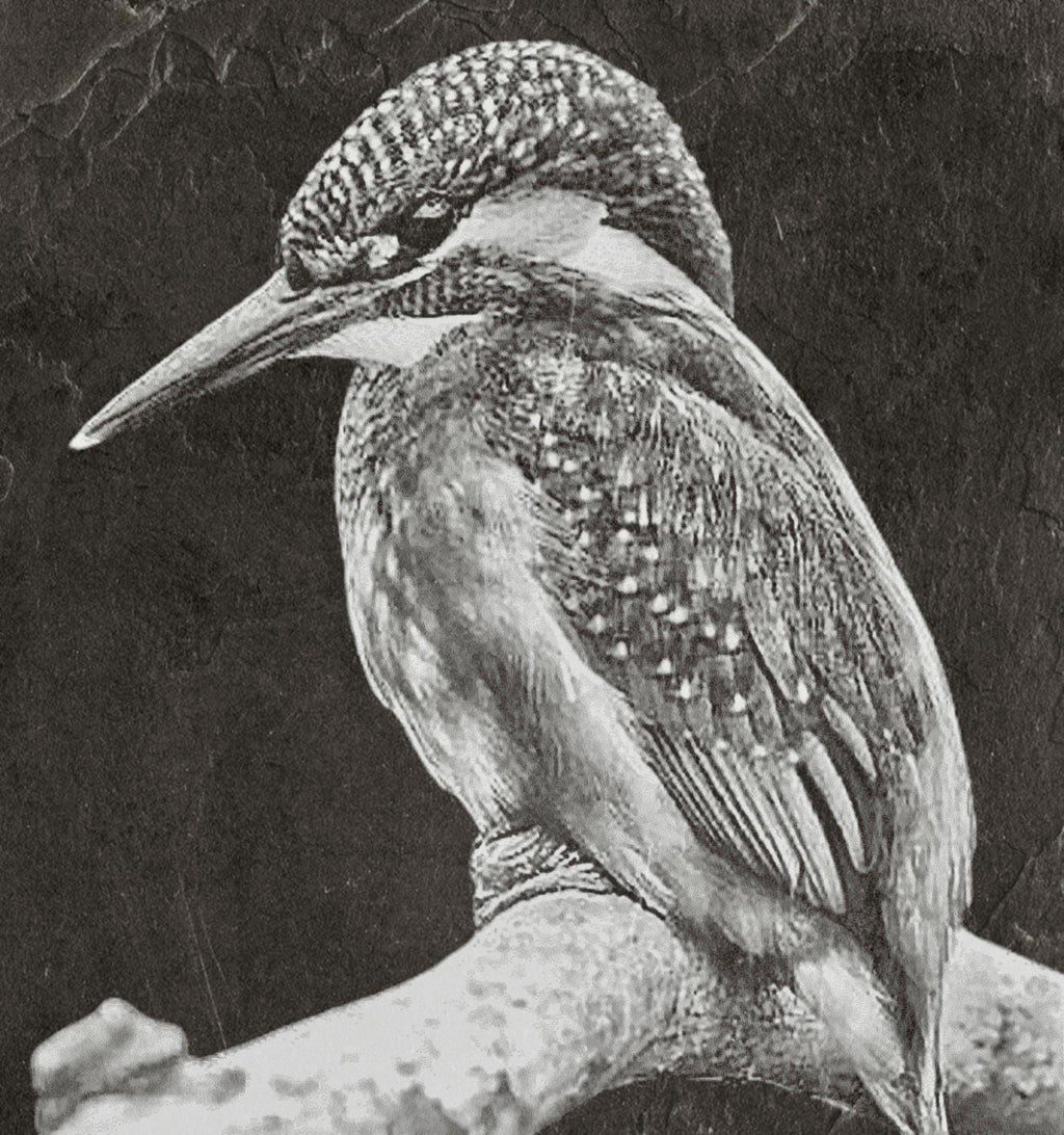 Kingfisher PNG Bundle | Kingfisher in Flight, Perched & Fish Catch | 12 PNG Files – 2 ZIP digital Downloads