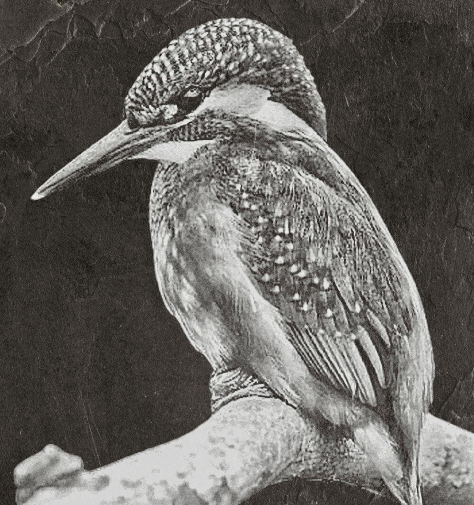 Kingfisher PNG Bundle | Kingfisher in Flight, Perched & Fish Catch | 12 PNG Files – 2 ZIP digital Downloads