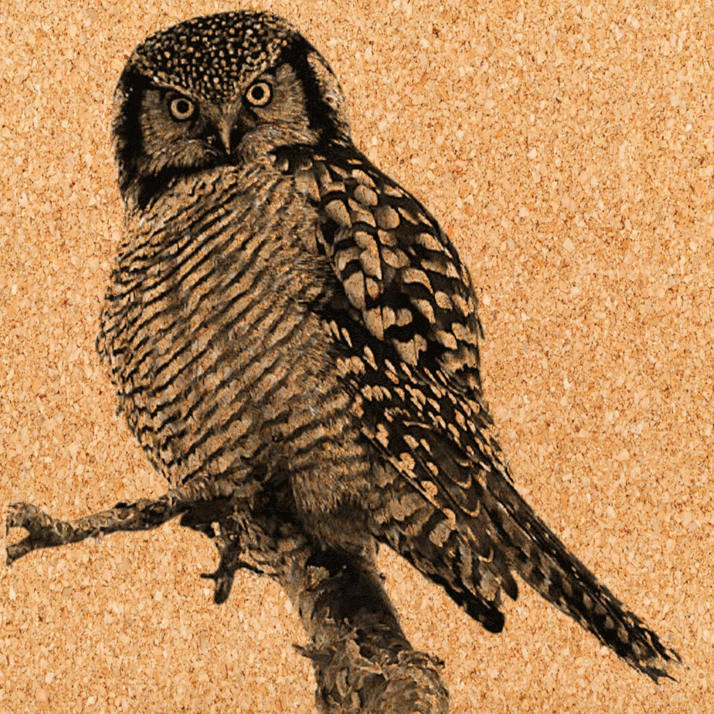 Hawk Owl PNG Set Flying & Perched Owl | 5 Wildlife Bird Digital Downloadsor download. Wildlife Images for Slate, Cork Birch Wood