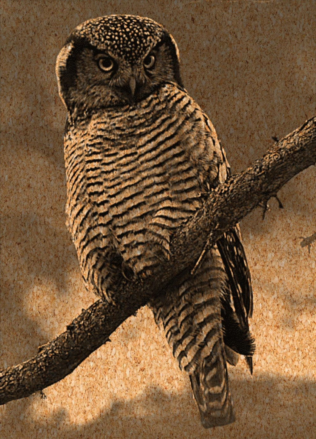 Hawk Owl PNG Set Flying & Perched Owl | 5 Wildlife Bird Digital Downloadsor download. Wildlife Images for Slate, Cork Birch Wood