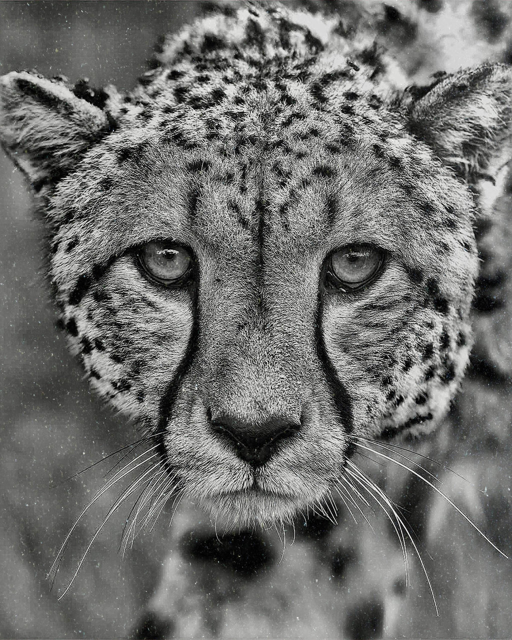 Big Cats Portrait PNG Bundle – Tigers, Cheetah, Puma & Jaguar | 16 Files in 3 ZIPs