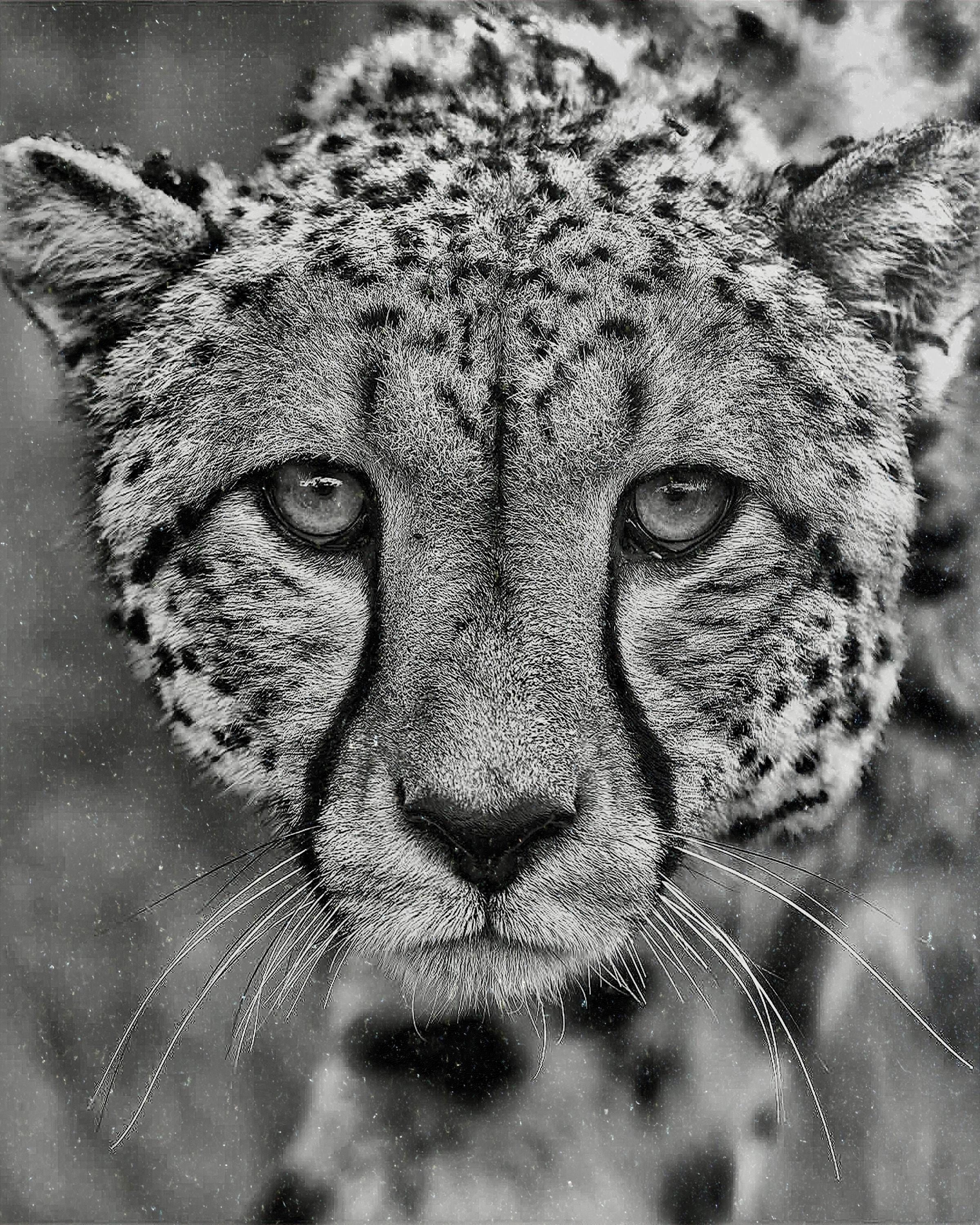 Big Cats Portrait PNG Bundle – Tigers, Cheetah, Puma & Jaguar | 16 Files in 3 ZIPs