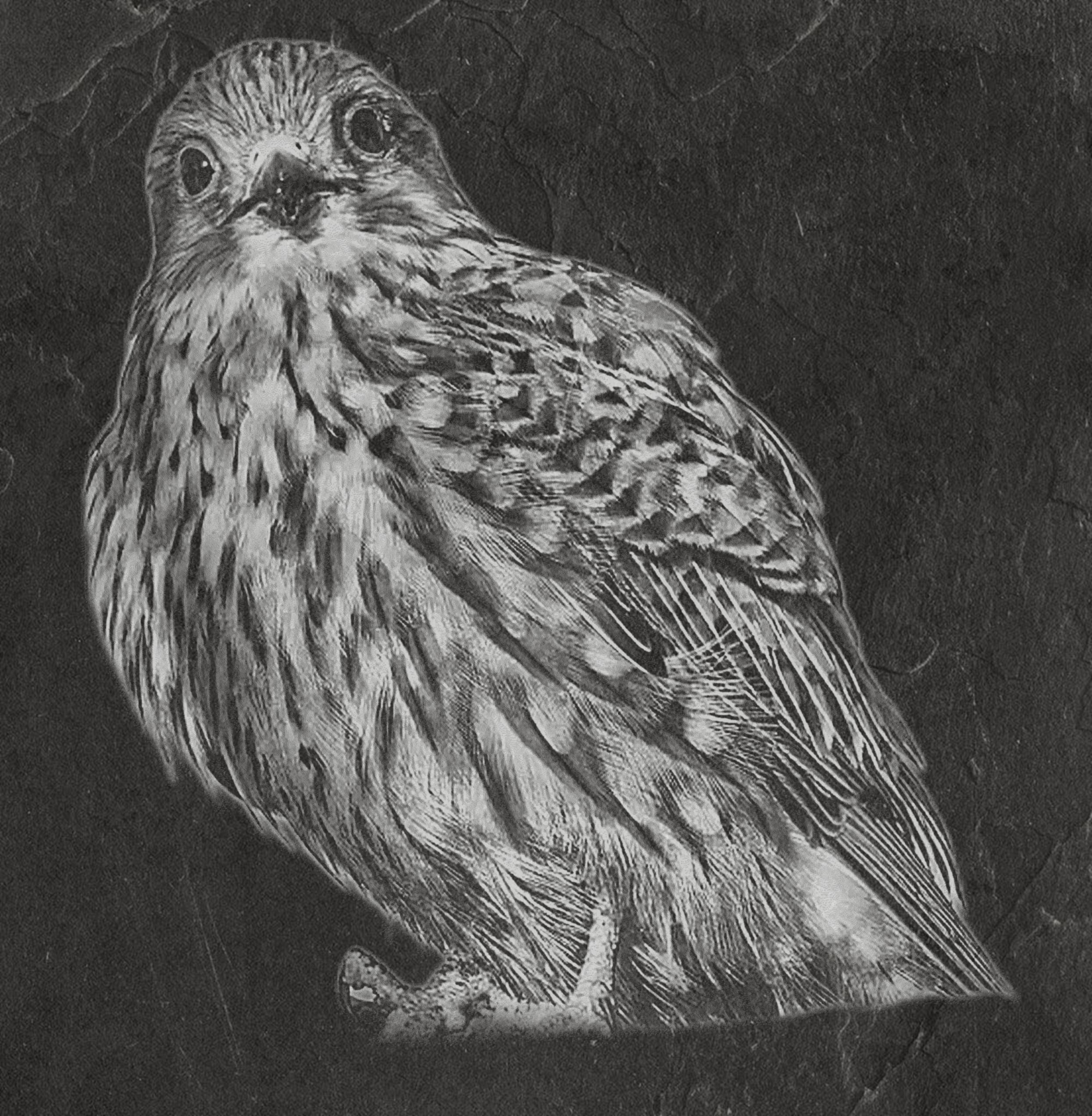 Common Kestrel digital zip download PNG Bundle – Falco tinnunculus in Flight & Perch | 10 png Files one ZIP