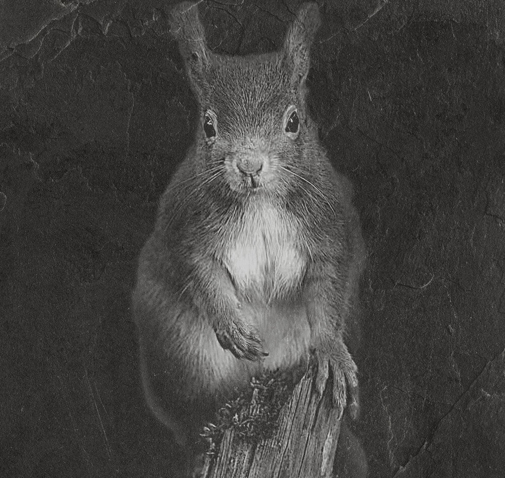 Red Squirrel PNG Set | Laser Engraving Files | 8 Wildlife Designs | Slate Engraving PNG | Digital Download