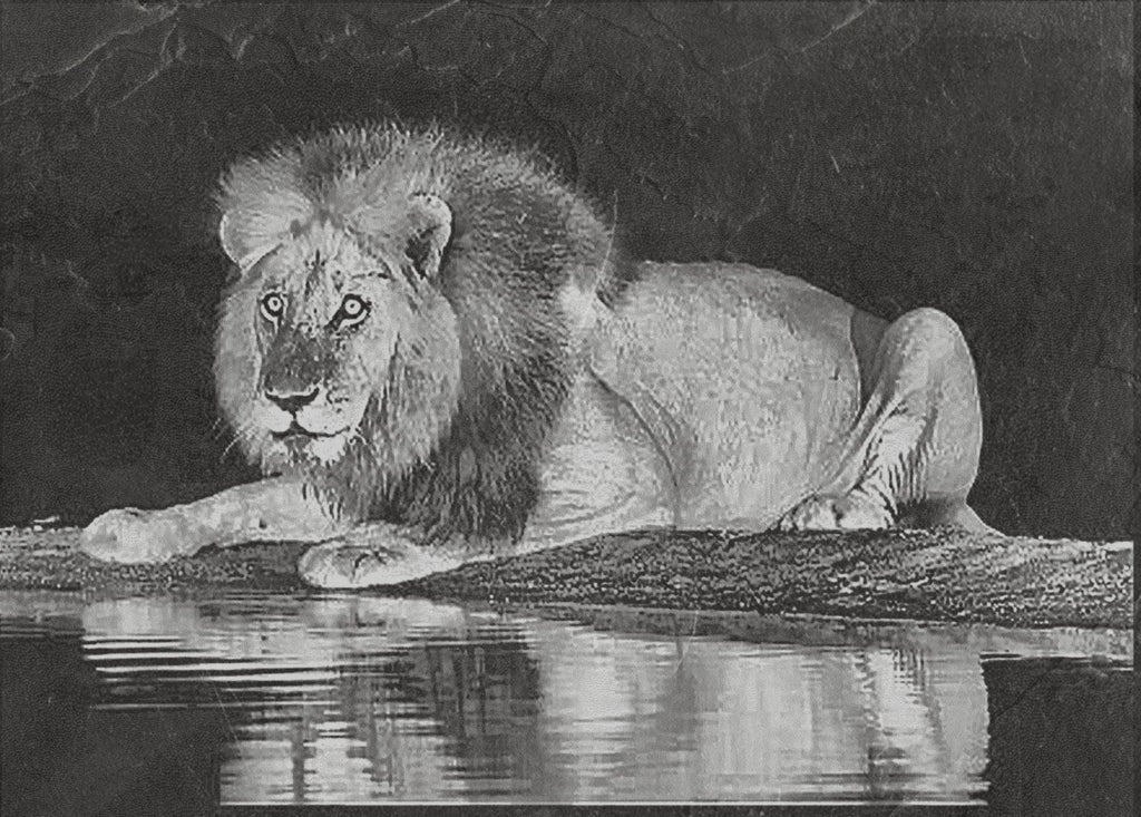 Lion at Waterhole PNG Bundle – 10 African Wildlife Images | Digital Download in 2  ZIP