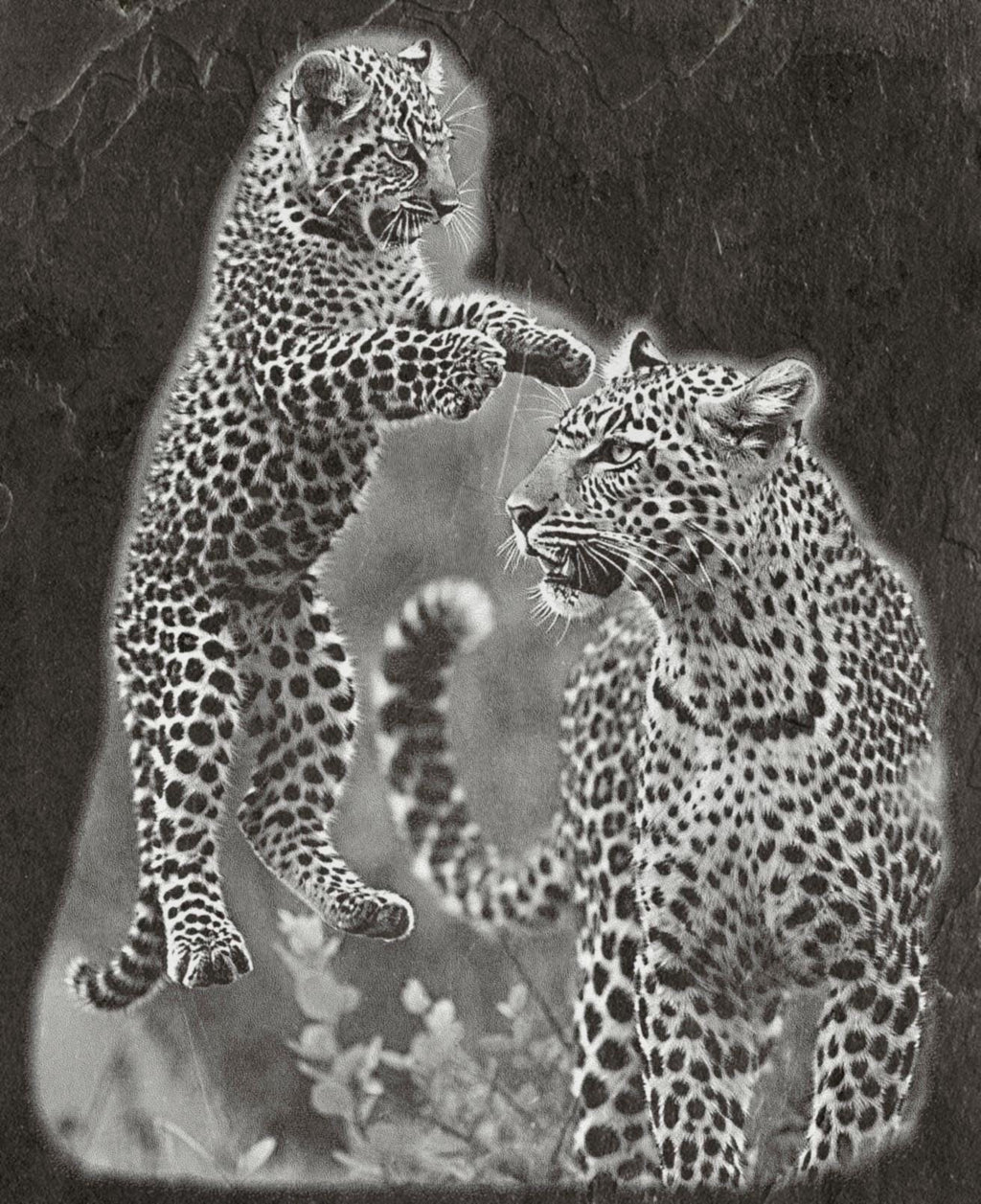 Leopard PNG Set – 5 Files | African Safari Wildlife | Laser Engraving Digital Download