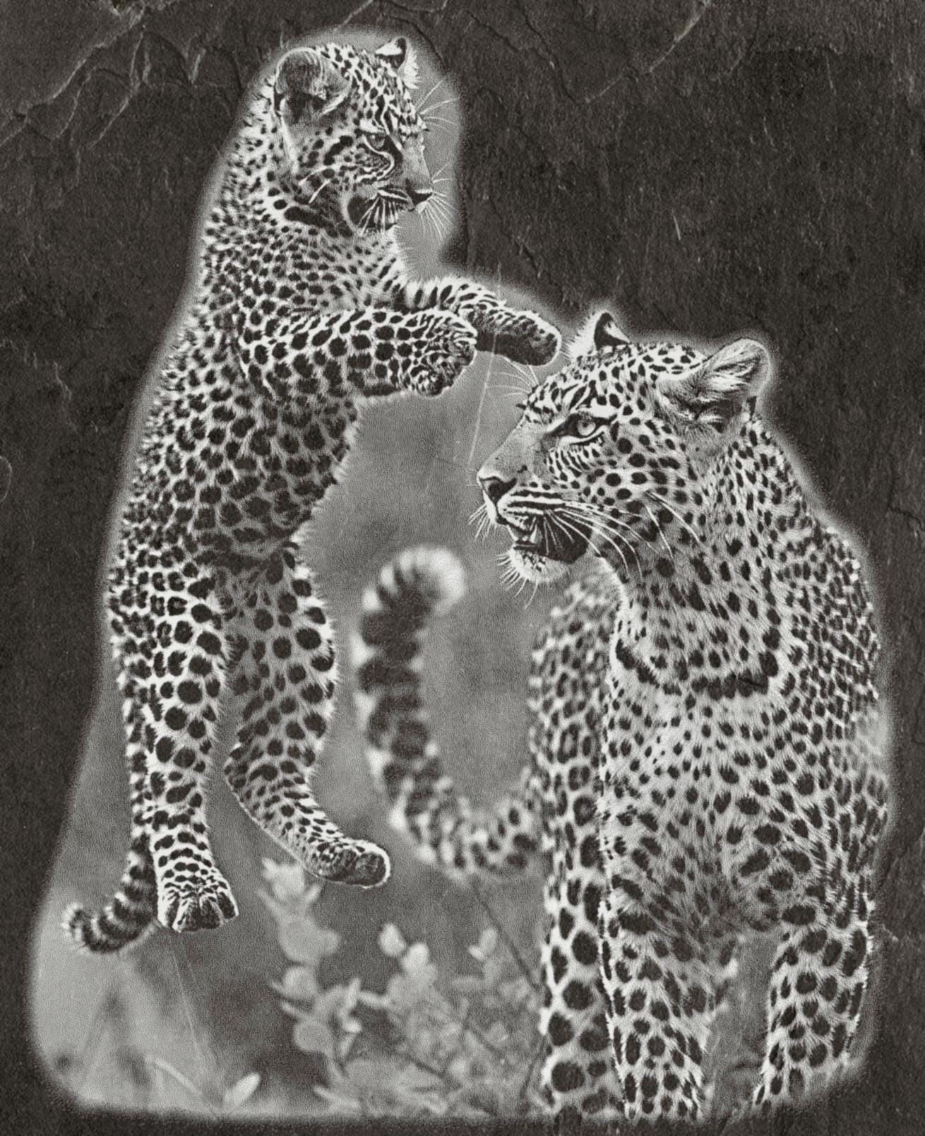 Leopard PNG Set – 5 Files | African Safari Wildlife | Laser Engraving Digital Download