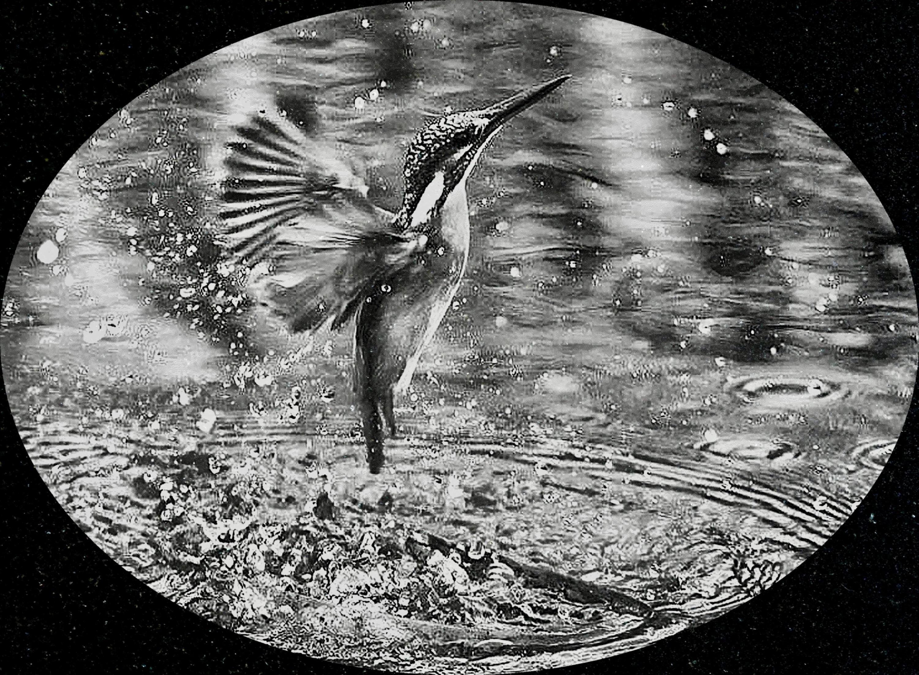 Kingfisher PNG Bundle | Kingfisher in Flight, Perched & Fish Catch | 12 PNG Files – 2 ZIP digital Downloads