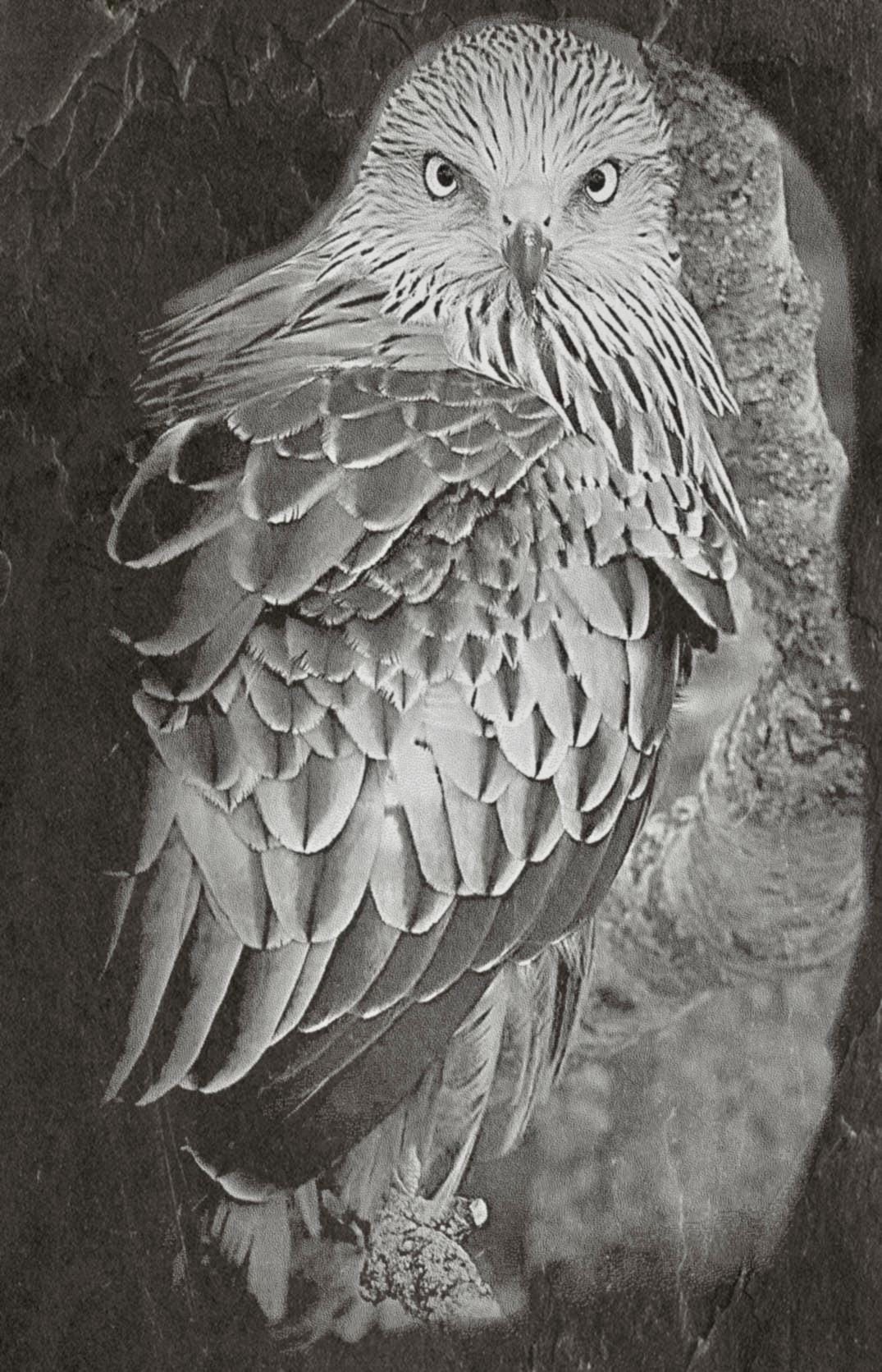 8 PNG files 2 zip files Red Kite Birds of Prey in Flight & Perched | Woodland Wildlife Art | British Bird Nature Design