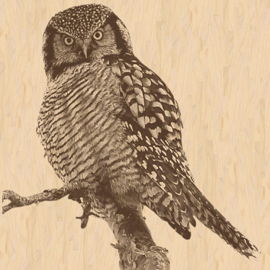Hawk Owl PNG Set Flying & Perched Owl | 5 Wildlife Bird Digital Downloadsor download. Wildlife Images for Slate, Cork Birch Wood