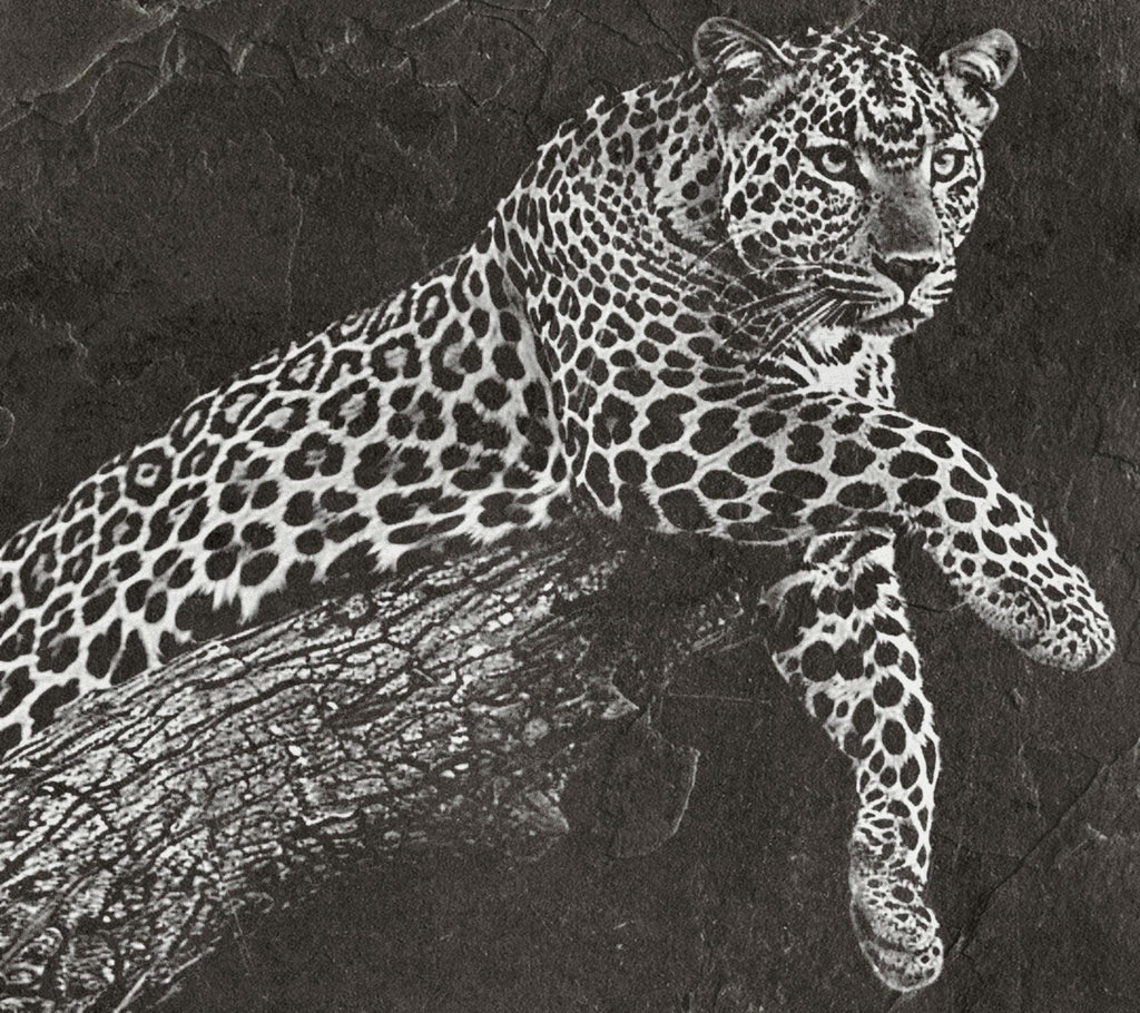 Leopard PNG Set – 5 Files | African Safari Wildlife | Laser Engraving Digital Download