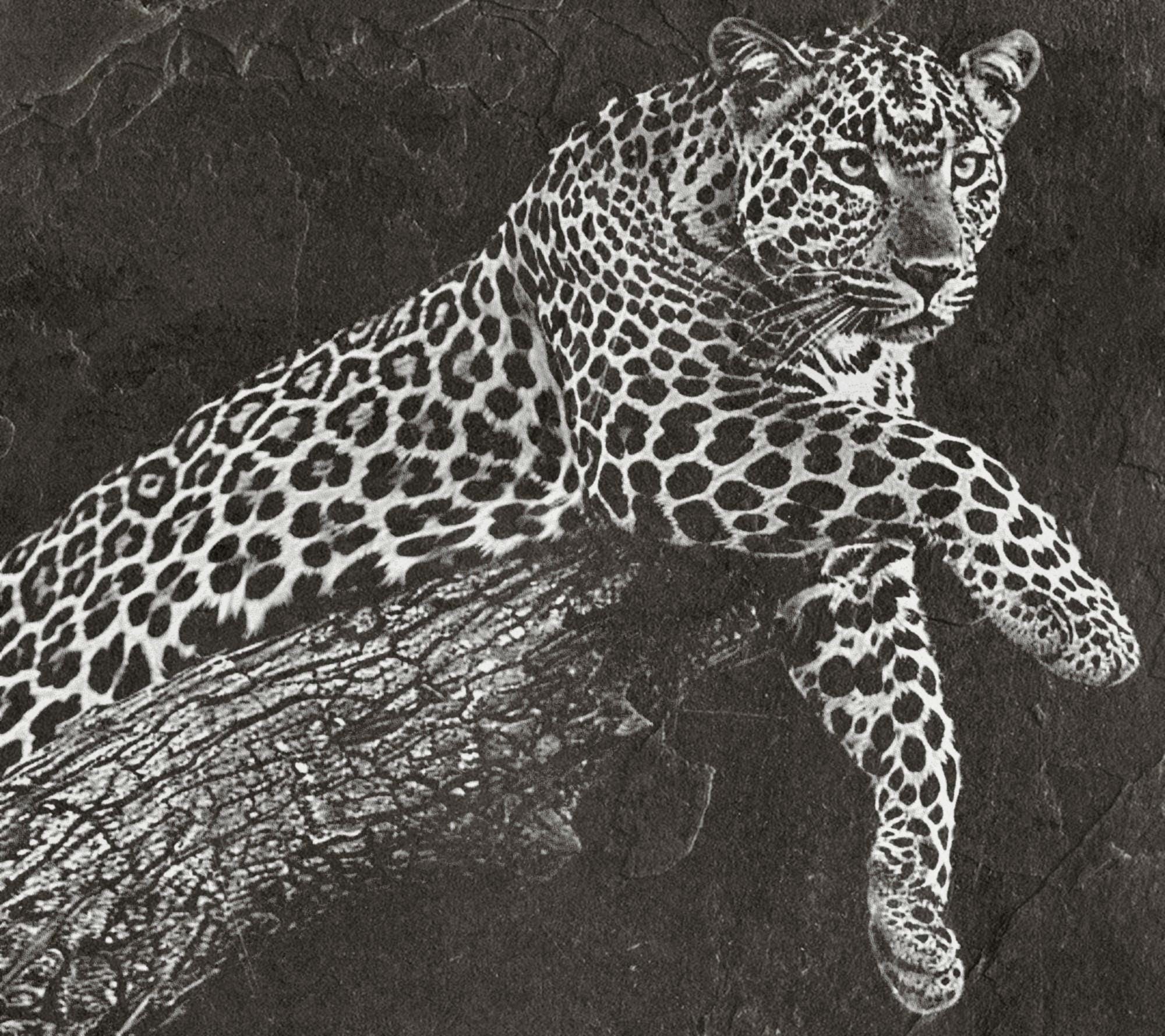 Leopard PNG Set – 5 Files | African Safari Wildlife | Laser Engraving Digital Download