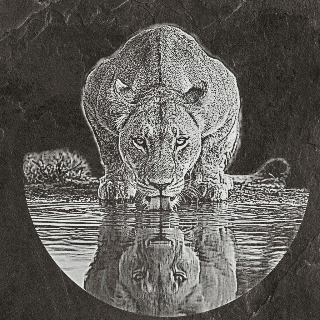 Lion Waterhole PNG Set – 5 Images | Lionesses Portrait & Playful Cubs | Wildlife Laser Engraving | Digital Download