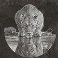 Lion Waterhole PNG Set – 5 Images | Lionesses Portrait & Playful Cubs | Wildlife Laser Engraving | Digital Download