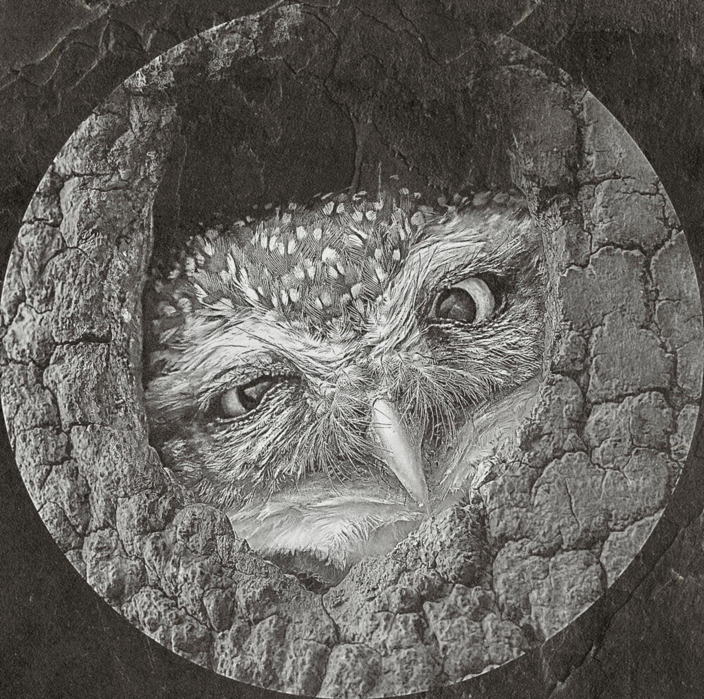 Barn Owl Tyto alba PNG Bundle – 15 png digital files for download. Wildlife Images for Slate, Cork & Birch Wood Engraving