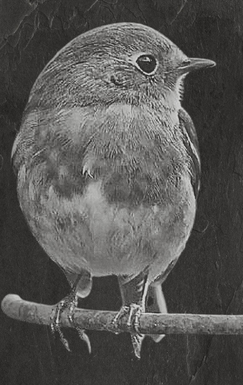 Robin PNG Bundle | European Robin Wildlife Art | 17 PNG Files – 2 ZIP Downloads laser engraving light burn