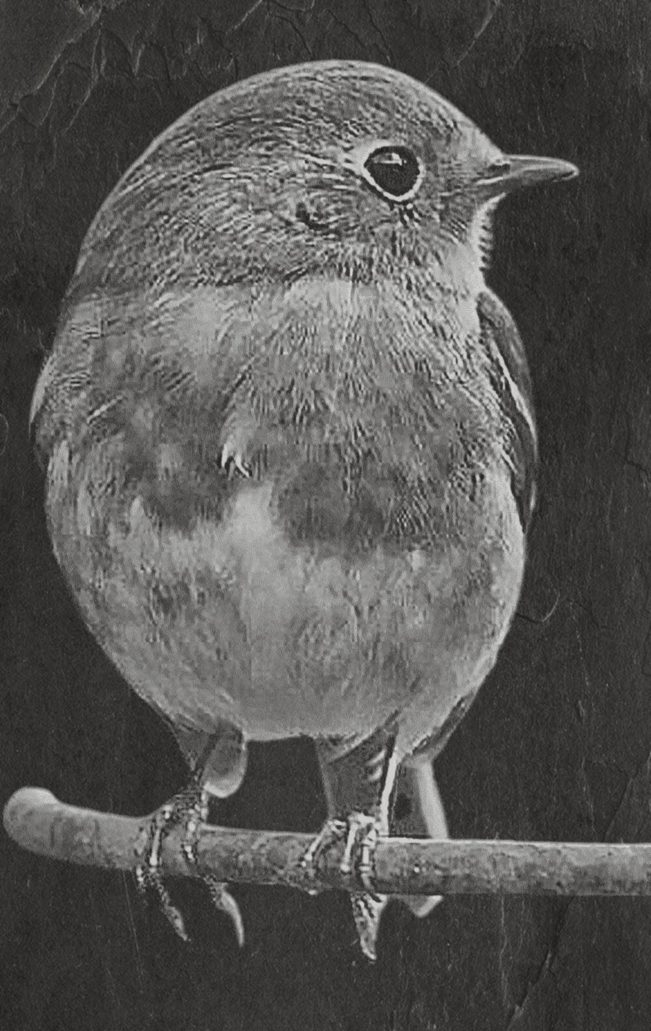 Robin PNG Bundle | European Robin Wildlife Art | 17 PNG Files – 2 ZIP Downloads laser engraving light burn