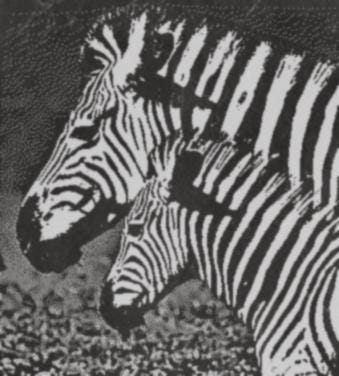 Zebra PNG Laser Engraving | Digital Download