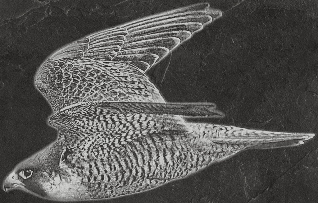 Peregrine Falcon PNG Bundle – Perched, Flying & Nesting with Chicks | 10 Files in 2 ZIPs