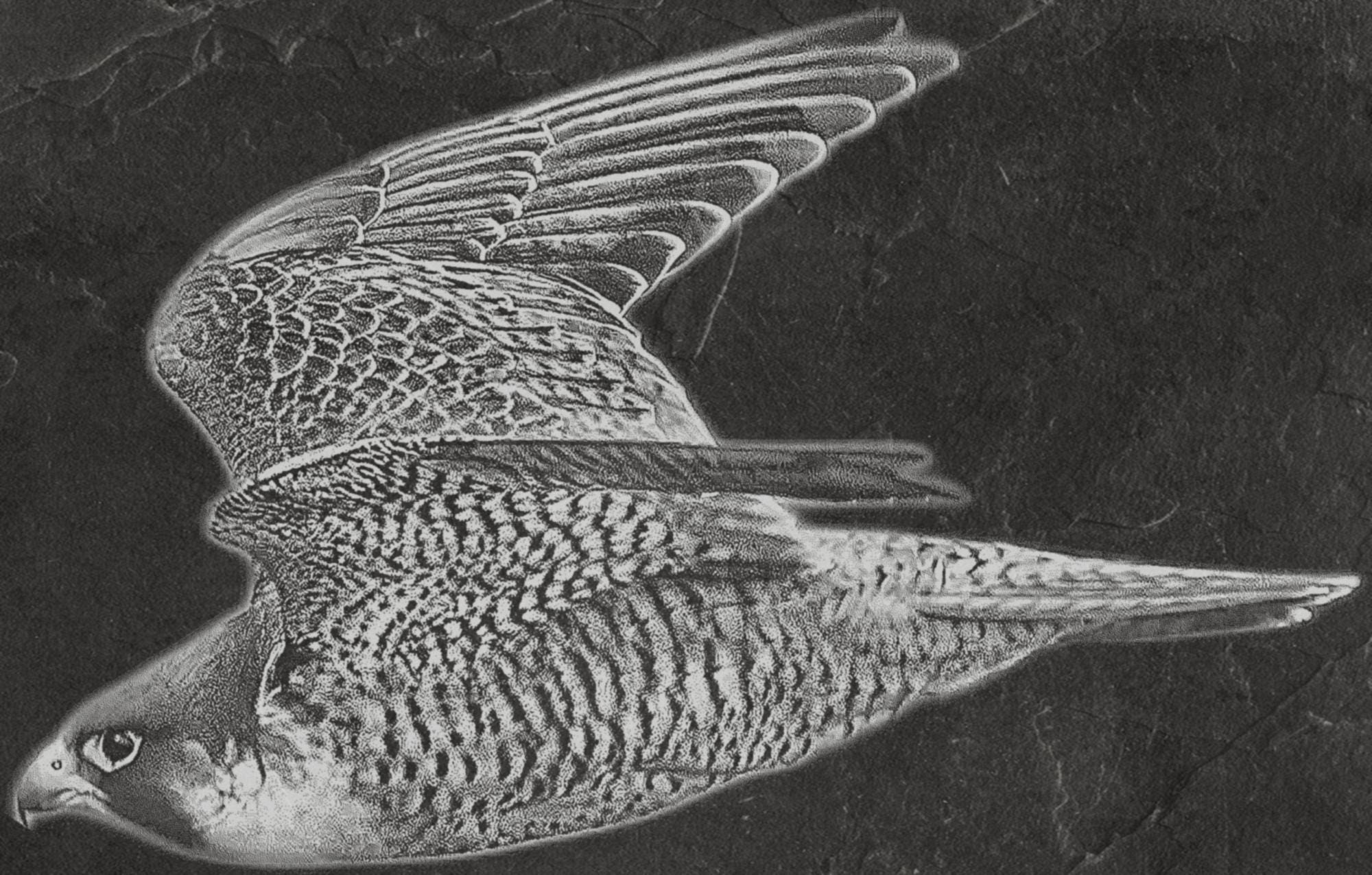 Peregrine Falcon PNG Bundle – Perched, Flying & Nesting with Chicks | 10 Files in 2 ZIPs