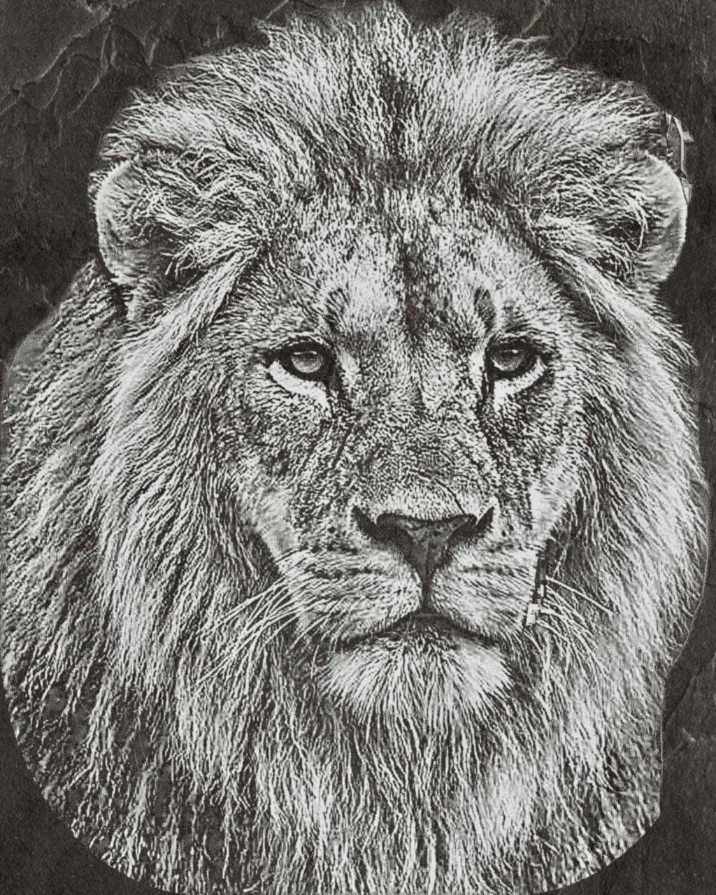 Big Cats Portrait PNG Bundle – Tigers, Cheetah, Puma & Jaguar | 16 Files in 3 ZIPs