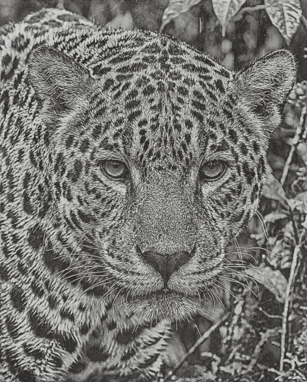 Jaguar PNG Bundle for laser engraving – 6 Wildlife Images | Big Cat Digital Download ZIP