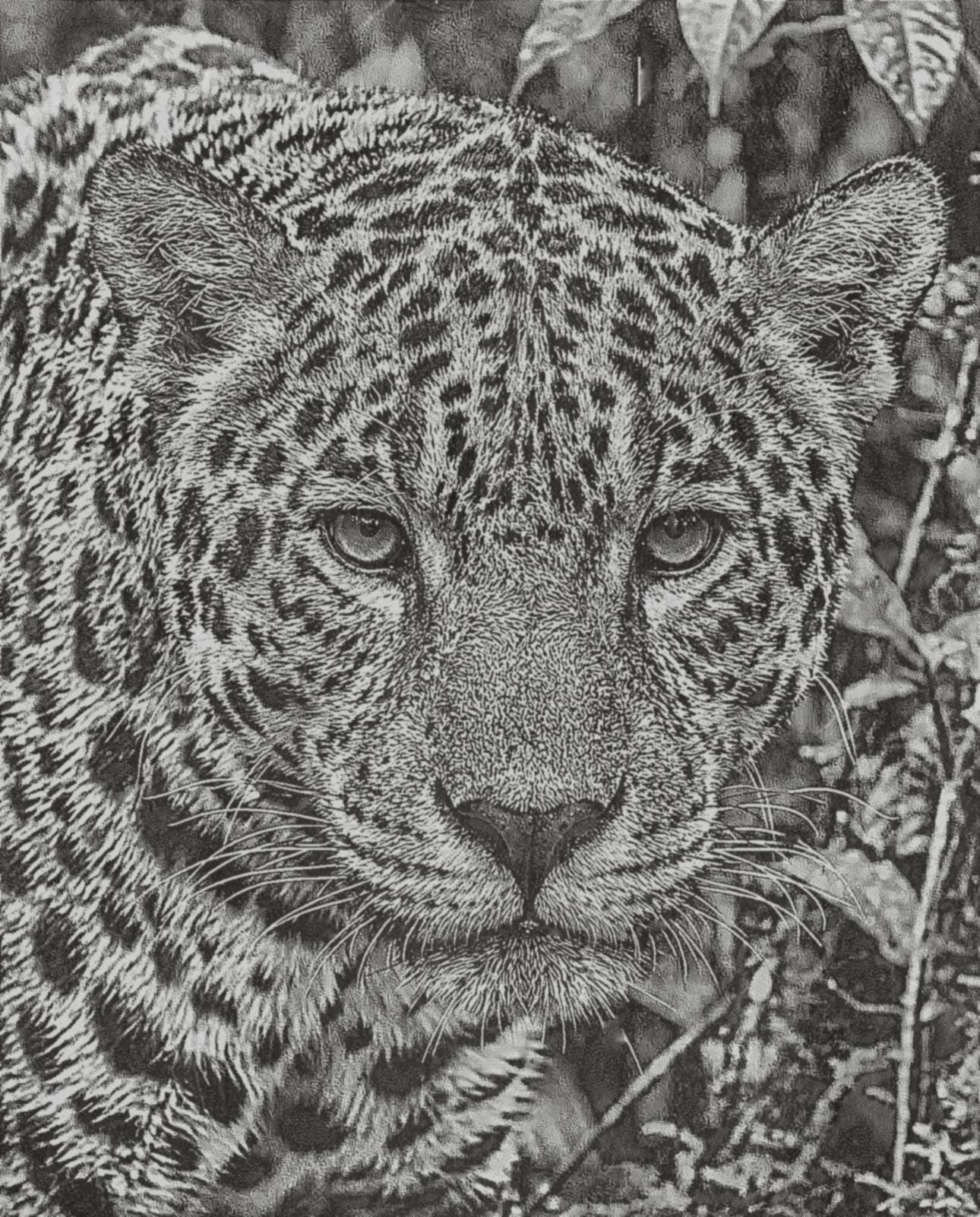 Jaguar PNG Bundle for laser engraving – 6 Wildlife Images | Big Cat Digital Download ZIP