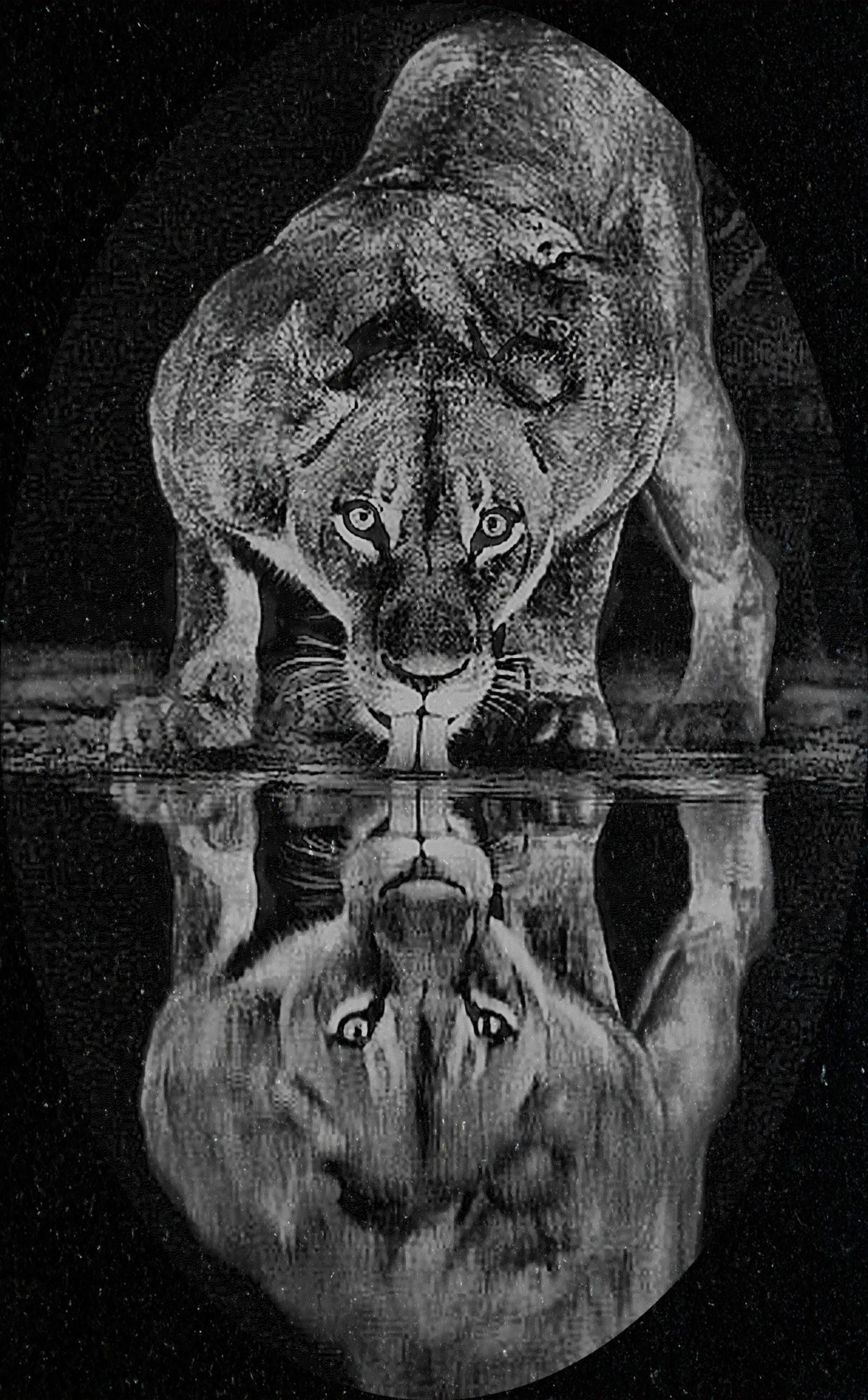 Lion at Waterhole PNG Bundle – 10 African Wildlife Images | Digital Download in 2  ZIP