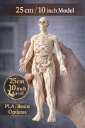 Human Anatomy Model 3D Print – Skeleton & Organs Figure | Educational Medical Model | PLA Nylon Resin | Desk Decor | Anatomy Gift