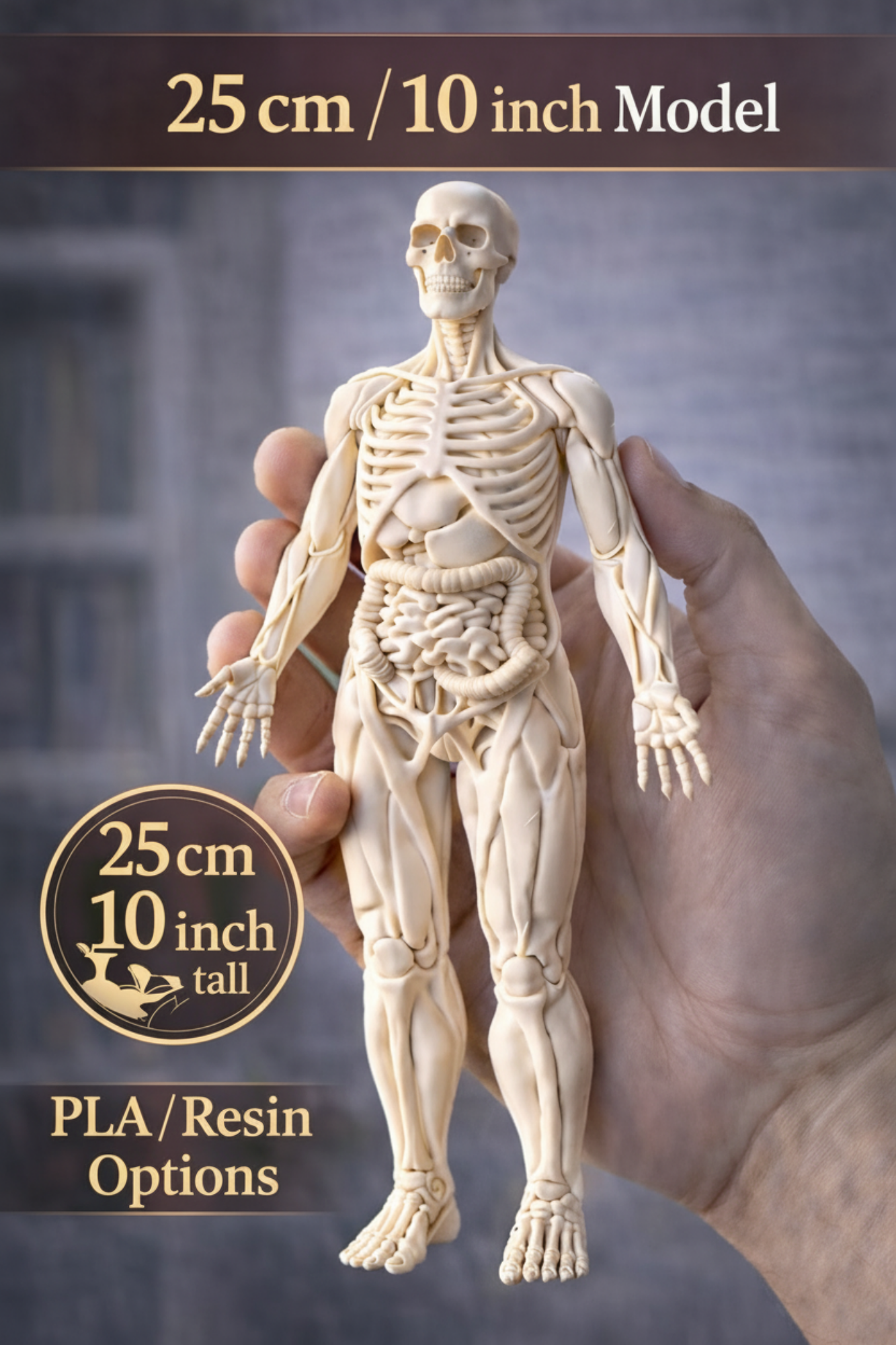 Human Anatomy Model 3D Print – Skeleton & Organs Figure | Educational Medical Model | PLA Nylon Resin | Desk Decor | Anatomy Gift