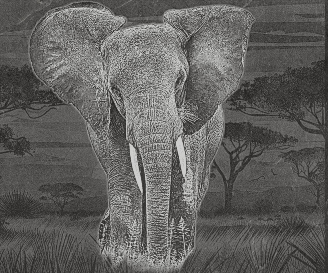 Elephant in Savannah PNG Bundle | African Elephant Wildlife Art | 14 PNG Files – 2 ZIP Downloads