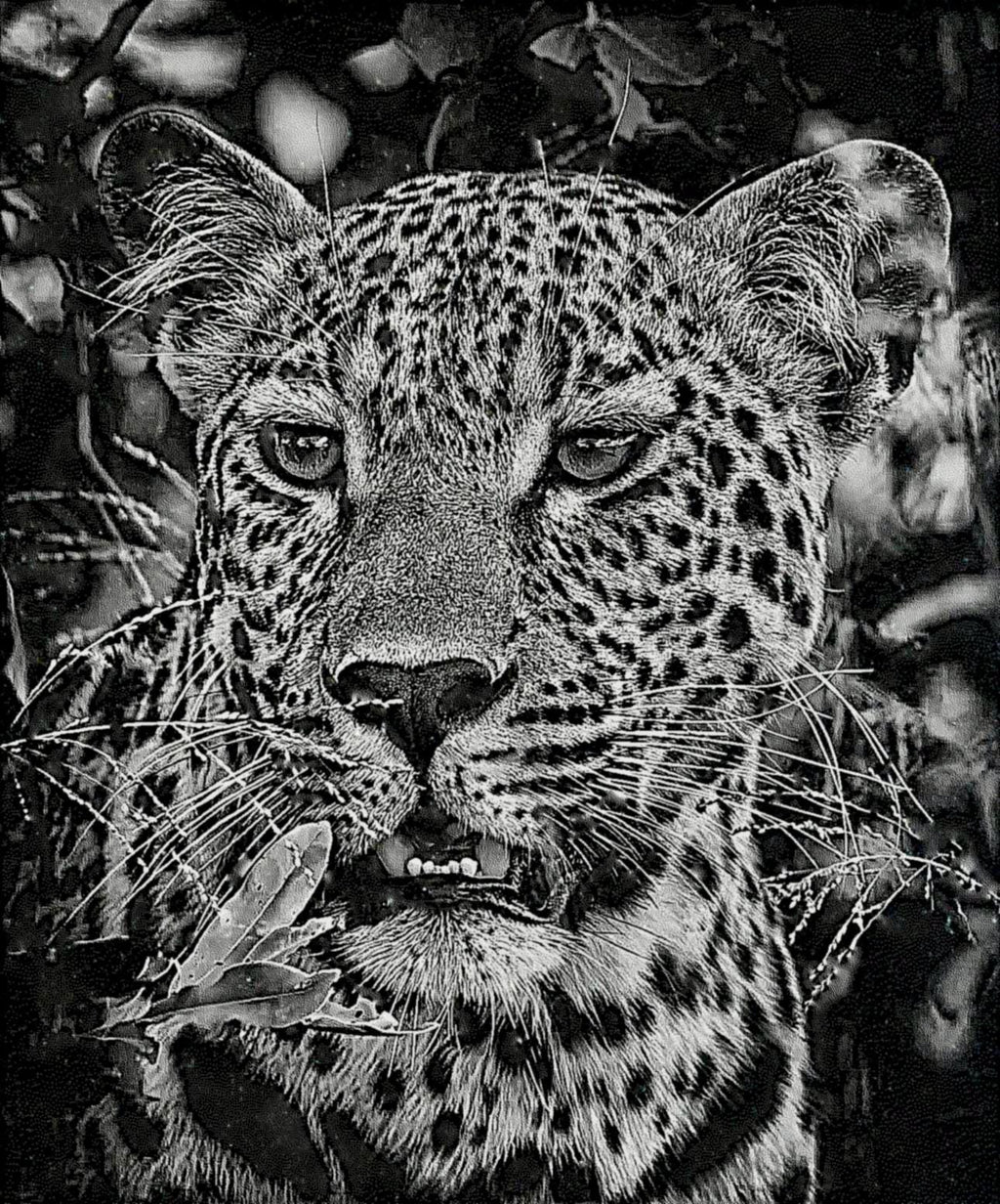 Big Cats Portrait PNG Bundle – Tigers, Cheetah, Puma & Jaguar | 16 Files in 3 ZIPs