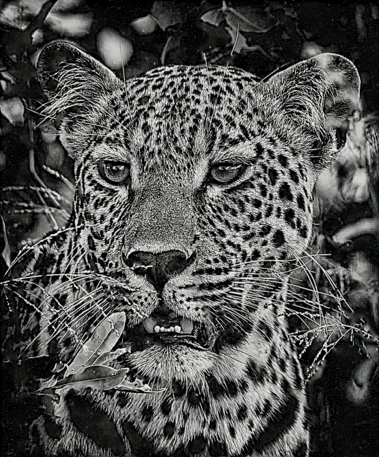 Big Cats Portrait PNG Bundle – Tigers, Cheetah, Puma & Jaguar | 16 Files in 3 ZIPs