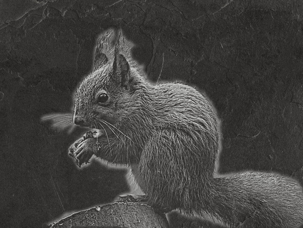 Red Squirrel PNG Set | Laser Engraving Files | 8 Wildlife Designs | Slate Engraving PNG | Digital Download