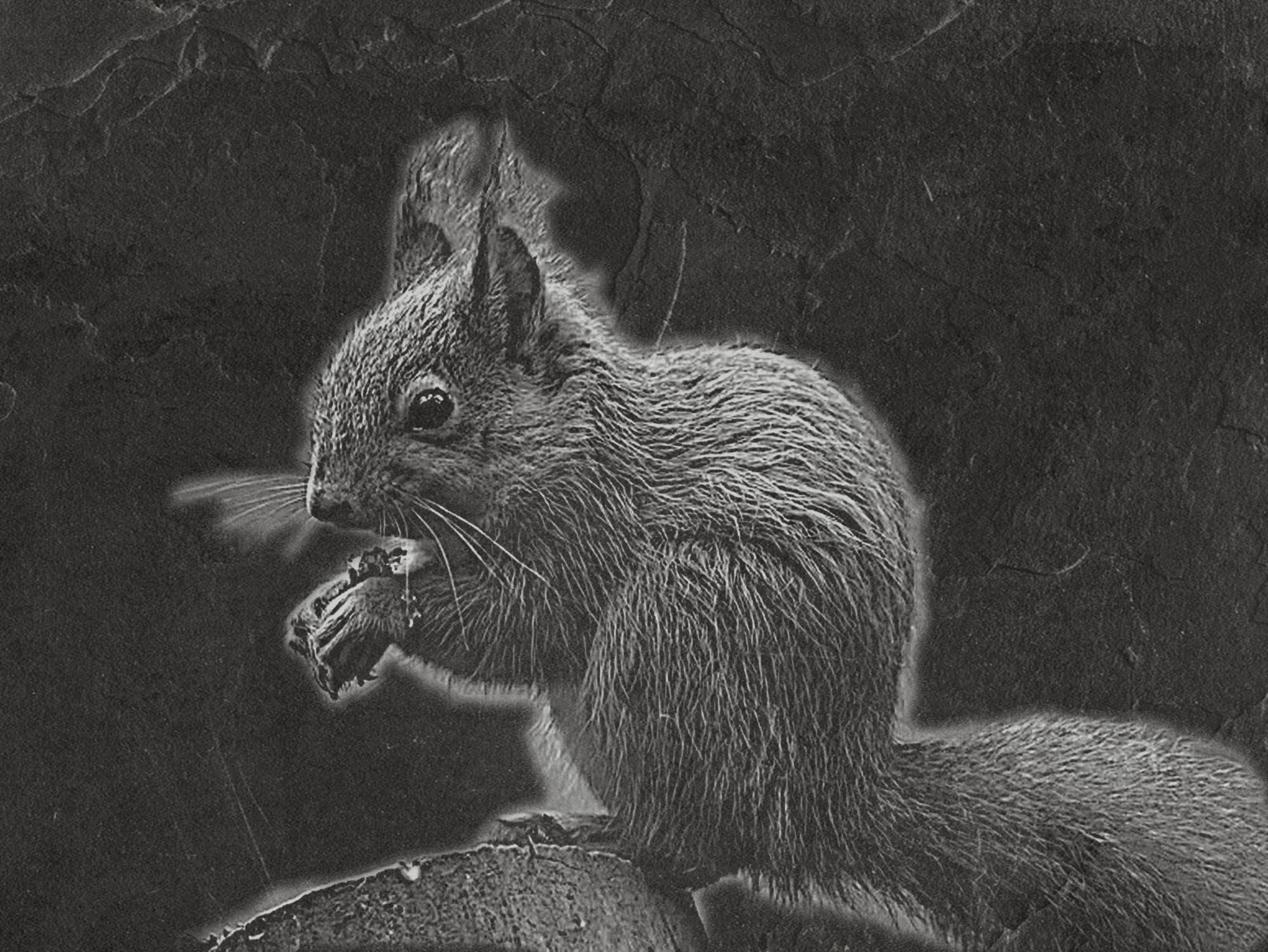 Red Squirrel PNG Set | Laser Engraving Files | 8 Wildlife Designs | Slate Engraving PNG | Digital Download