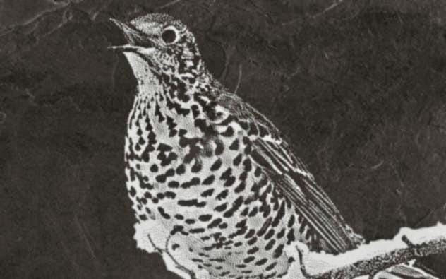 8 PNG files Mistle Thrush Bird PNG Bundle – Nesting, Flying & Woodland Poses | 8 Wildlife Clipart Downloads