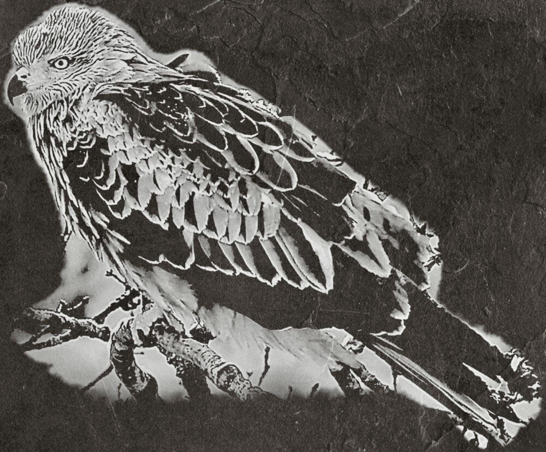 8 PNG files 2 zip files Red Kite Birds of Prey in Flight & Perched | Woodland Wildlife Art | British Bird Nature Design