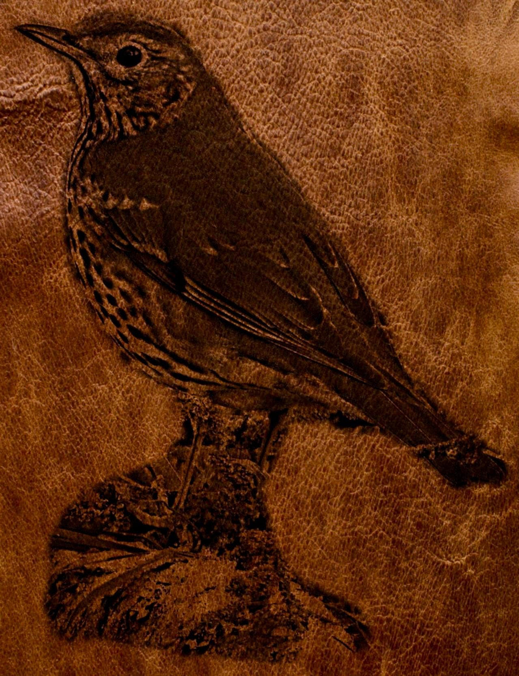 8 PNG files Mistle Thrush Bird PNG Bundle – Nesting, Flying & Woodland Poses | 8 Wildlife Clipart Downloads