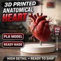 Anatomical Heart Model 250mm, Realistic Human Heart Sculpture, 3D Printed PLA, Medical Model, Anatomy Decor, Educational Gift