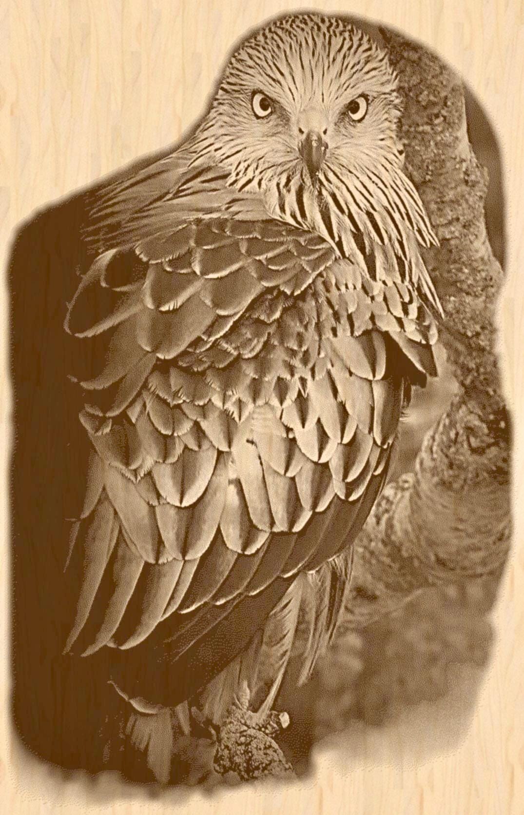 8 PNG files 2 zip files Red Kite Birds of Prey in Flight & Perched | Woodland Wildlife Art | British Bird Nature Design