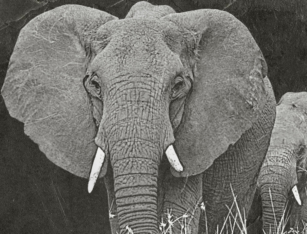 Elephant in Savannah 8  PNG files | Laser Engraving File | Wildlife Digital Download | Slate Engraving Design